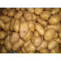 2016 New Crop Holland Potato Hot Sale for Pakistan